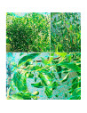 Tradineur - Malla anti pájaros, PE, red de protección contra animales, aves para frutas, plantas, árboles, jardín, huerto, culti