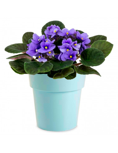 Tradineur - Maceta de plástico redonda con aro desmontable, macetero, tiesto para plantas, flores, balcón, terraza, hogar, 1,65