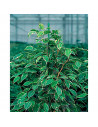 Tradineur - Tutor de bambú plastificado, varilla, guía para plantas, flores, tomates, caña de jardín, estaca para huerto (Verde,