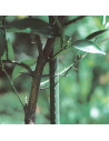 Tradineur - Tutor de hierro plastificado, varilla, guía para plantas, flores, tomates, estaca para jardín, huerto (Verde, 180 cm