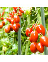 Tradineur - Tutor de hierro plastificado, varilla, guía para plantas, flores, tomates, estaca para jardín, huerto (Verde, 180 cm