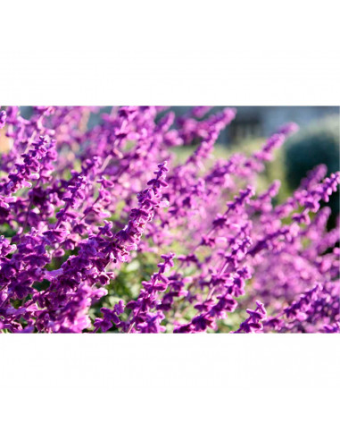 Tradineur - Vela taco con aroma a lavanda, velón de cera perfumada, larga duración: 25 horas, aromaterapia, decoración del hogar