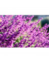 Tradineur - Vela taco con aroma a lavanda, velón de cera perfumada, larga duración: 25 horas, aromaterapia, decoración del hogar