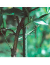 Tradineur - Pack de 12 tutores de acero plastificado para plantas de 1,1 x 120 cm, ideal para el cuidado del jardín. Varillas pa