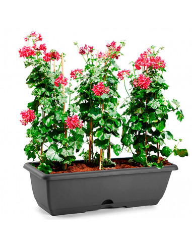Tradineur - Jardinera de plástico con plato integrado, polipropileno, tiesto, macetero, recipiente para plantas, flores, balcón,