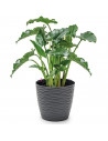 Tradineur - Maceta redonda de plástico con plato integrado, tiesto, macetero de polipropileno, recipiente para plantas, flores,