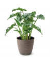 Tradineur - Maceta redonda de plástico, plato integrado, tiesto, macetero de polipropileno, recipiente para plantas, flores, bal