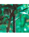Tradineur - Pack de 12 tutores de Acero plastificado para Plantas de Ø 0,80 x 150 cm, Cuidado del jardín. Varillas para el Cuida