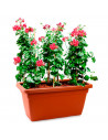 Tradineur - Jardinera de plástico sin plato, macetero con agujeros de drenaje, tiesto rectangular, plantas, flores, balcón, terr