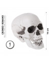 Tradineur - Calavera para Halloween, plástico, cráneo, decoración de interior, carnaval, fiestas, celebraciones, 15 cm