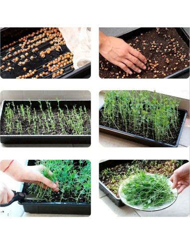 Tradineur - Pack de 5 bandejas de plástico para cultivos, bandejas de germinación, semillero, crecimiento, propagación, semillas