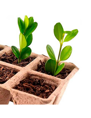 Tradineur - Pack de 24 bandejas de semilleros biodegradables, 6 plantas, bandejas de germinación de papel, crecimiento, propagac