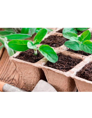 Tradineur - Pack de 24 bandejas de semilleros biodegradables, 6 plantas, bandejas de germinación de papel, crecimiento, propagac