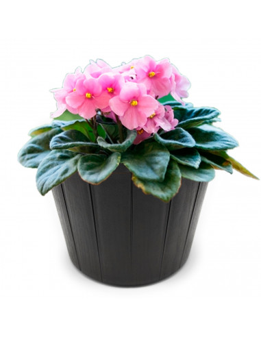 Tradineur - Maceta de plástico redonda, diseño rústico, recipiente, macetero para plantas, flores, jardín, balcón (Marrón oscuro